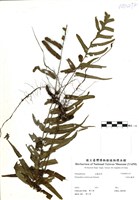 藏品(大葉水龍骨)的圖片